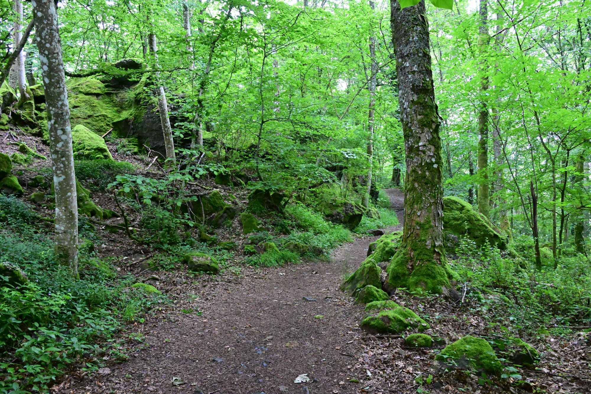 11.Etappe Eifelsteig (Daun nach Manderscheid) 14.6.2024