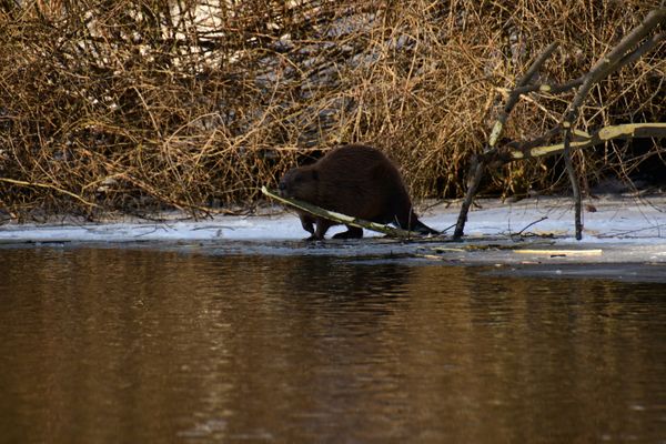 An der Havel auf Biberbeobachtung 12.02.2021