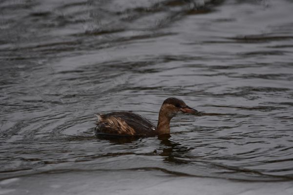 Vögel im Winter an der Havel