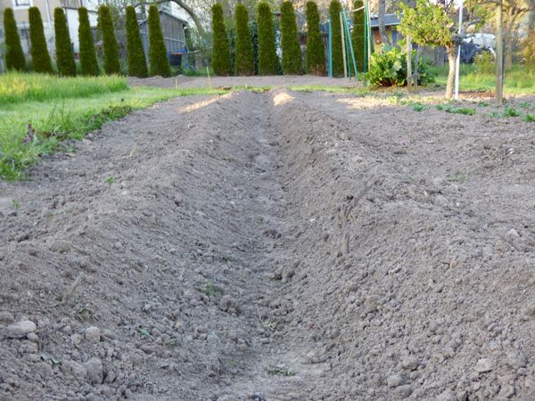 Der dümmste Covidiot erntet die größten Kartoffeln