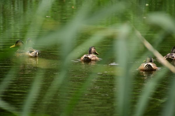 Streifzug am Ruppiner Kanal nach Germendorf (20.07.2021)