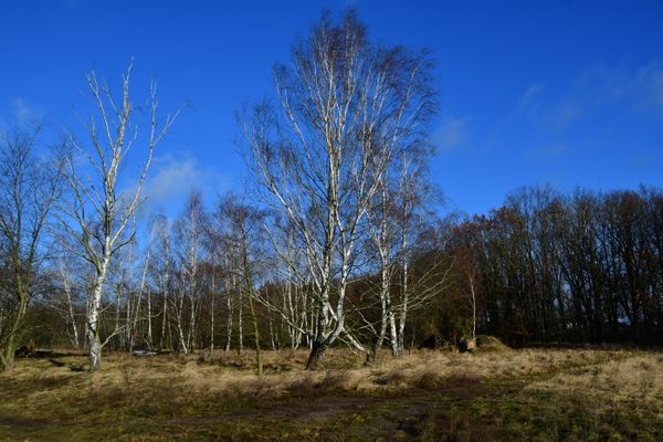 Wanderung Pinnow, Hohenschöpping und auf der anderen Seite der Havel zurück (05.02.2022)