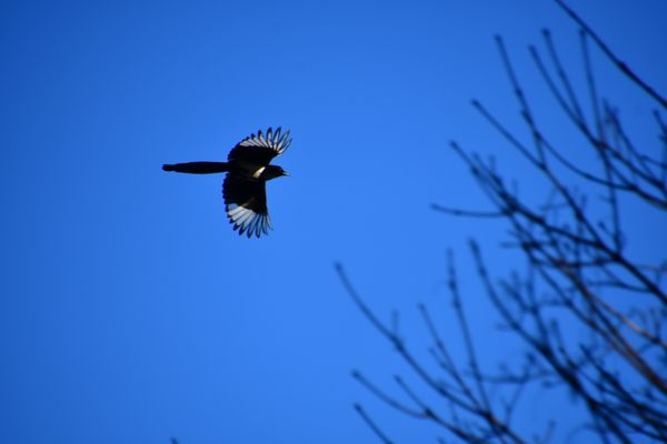 Lange Wanderung nach Misdroy und zur Steilküste (13.03.2022)