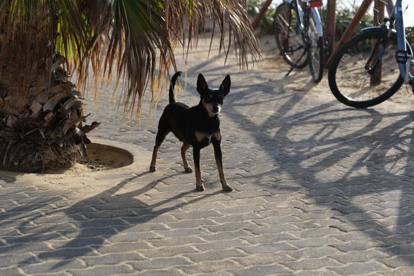 Fahrradtour Porto Santo